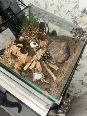 Vogelspinne mit Terrarium 30 x 30