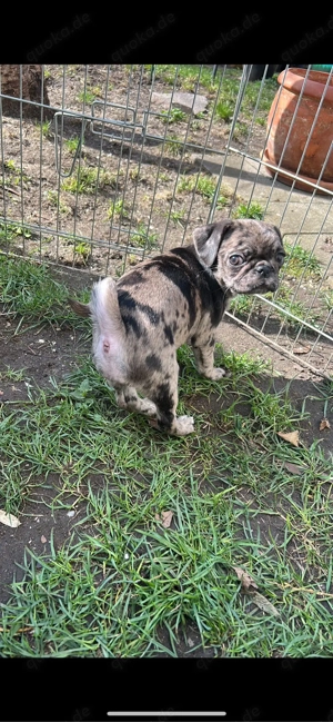 Retromops, Retro Mops Hündin in merle 