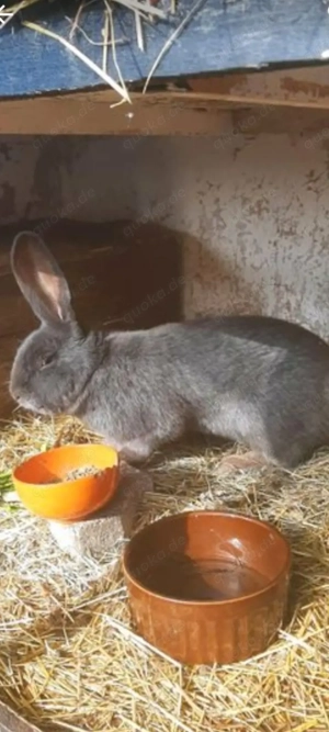 Riesenschecke in Blau Bock