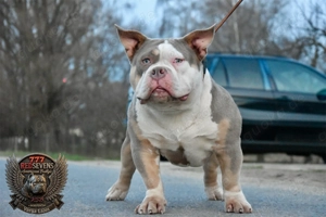  Traumhafter American Bully Pocket Welpe   Top Qualität aus liebevoller Zucht!  Bild 4