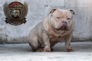  Traumhafter American Bully Pocket Welpe   Top Qualität aus liebevoller Zucht!  Bild 3