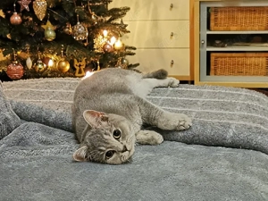 2 reinrassige BKH- Mädchen suchen ein neues Zuhause 