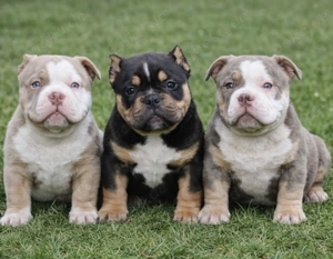  Traumhafter American Bully Pocket Welpe   Top Qualität aus liebevoller Zucht! 