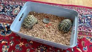 Griechische Landschildkröte Testudo Hermanni abzugeben mit Papieren