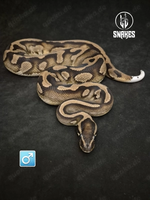!!ANGEBOT nur bis 14.3.26!! Piebald 100% het Ultramel NZ.23 - Königspython Python regius