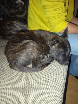 holländischer schäferhund Mix Bild 2