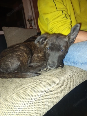 holländischer schäferhund Mix Bild 4