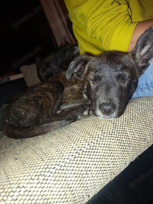 holländischer schäferhund Mix Bild 3