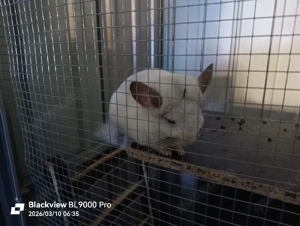 Silberschecke Männchen Chinchilla 