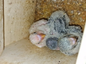 Wellensittich Jungtiere