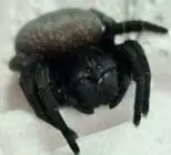 gandanameno echinatus inkl terrarium 