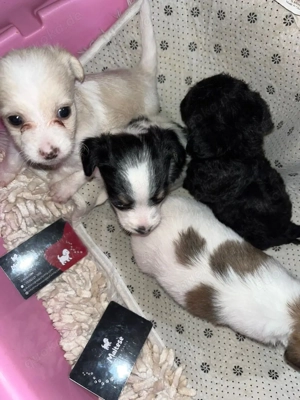 Sehr freundliche Malteserwelpen suchen ein neues Zuhause. 