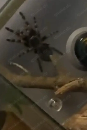 maxican red knee tarantula, Rotknie Vogelspinne- unbestimmt 