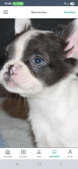 Französische Bulldogge  Fluffi zur Abgabe