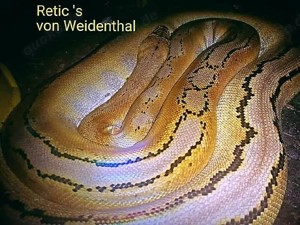 Netzpython (0,1  4,5m +)