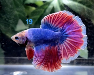Kampffisch Männchen Betta splendens Halfmoon 