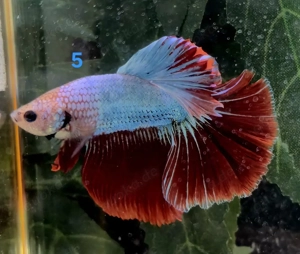 Kampffisch Männchen Betta splendens 