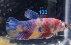 Kampffisch Männchen Betta splendens Koi HMPK