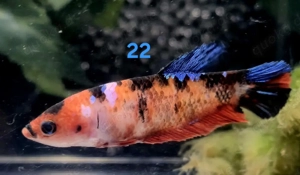 Auswahl Koi Kampffisch Weibchen 