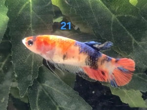 Auswahl Koi Kampffisch Weibchen 