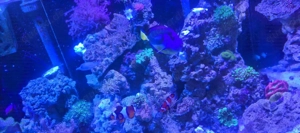 Tausch PallettenDoktor fisch