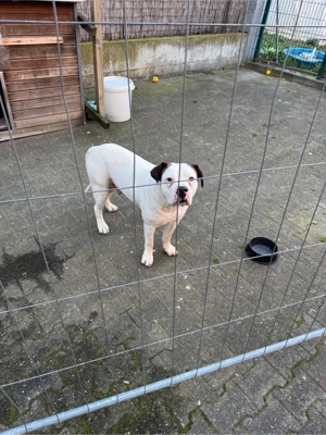 Amerikanische Bulldogge (Rüde, 6,5 Jahre)