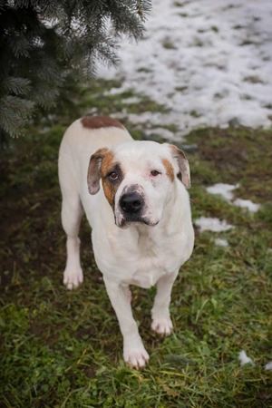 *GUSTAV* Der soziale Rüde sucht ein etwas ruhigeres Zuhause