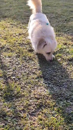 kleine, süße, mit Artgenossen super verträgliche Hündin "Rubi" sucht ein liebevolles Zuhause