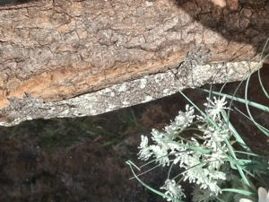 Neukaledonischer Riesengecko