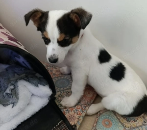 Bailey sucht ein liebevolles Zuhause für immer