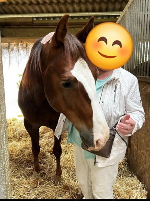 7 Jähriger Wallach für ambitionierte Freizeitreiter Jugendliche