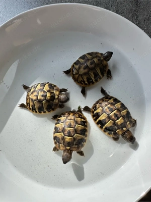 Griechische Landschildkröten (Testudo hermanni)   Nachzuchten 07 2025 mit CITES