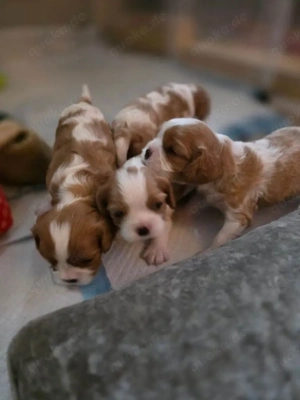 Entzückende Cavalier King Charles Spaniel-Welpen abzugeben