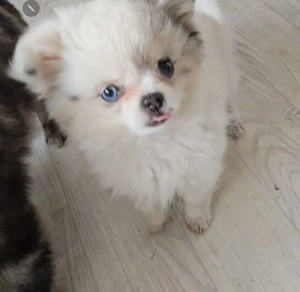 Süße welpen mit außergewöhnlicher  Fellprägung Weibchen... und blauen Auge Bild 7