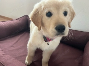 Retriever Welpe