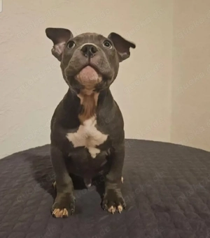 American Bully pocket welpen 2 Rüden  13 Wochen Alt