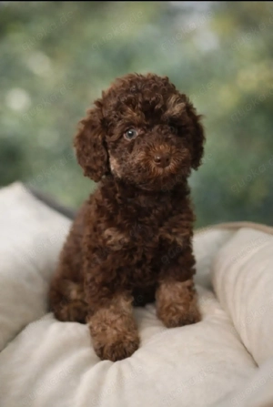 Wunderschöne Toy pudel  Welpen suchen ihr Für immer Zuhause