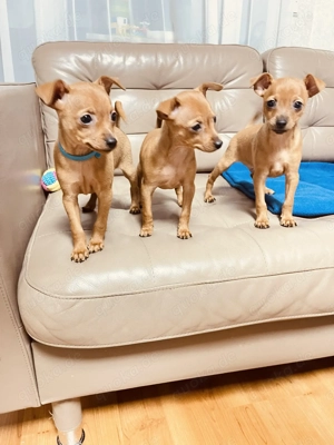 Zwergpinscher Welpen Hund