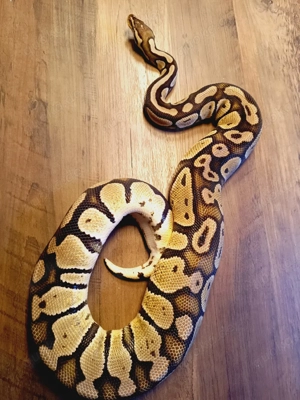 Königspython ultramel piebald Projekt abzugeben 
