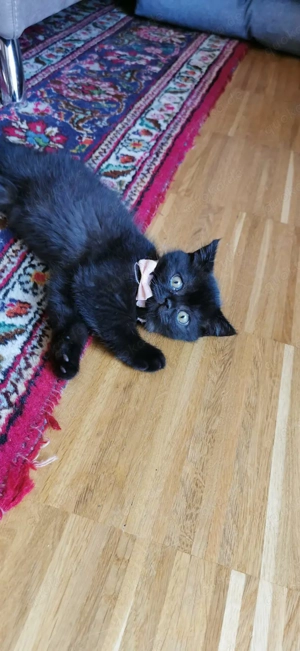 Super lieber Kater sucht ein neues Zuhause  Bild 6