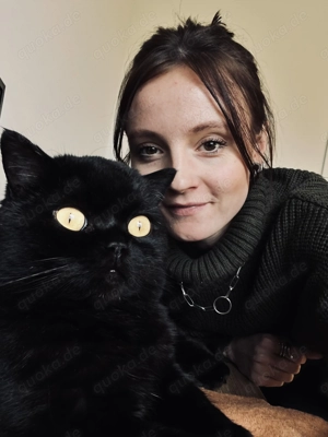 Super lieber Kater sucht ein neues Zuhause  Bild 2