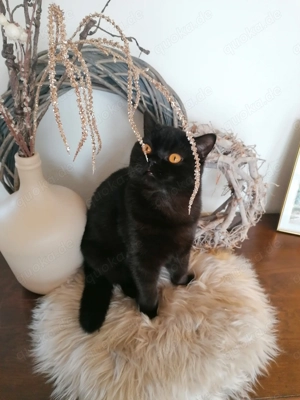 Super lieber Kater sucht ein neues Zuhause 