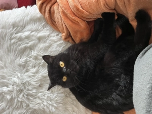 Super lieber Kater sucht ein neues Zuhause  Bild 3