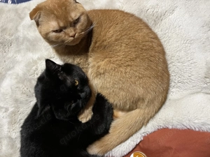 Super lieber Kater sucht ein neues Zuhause  Bild 8