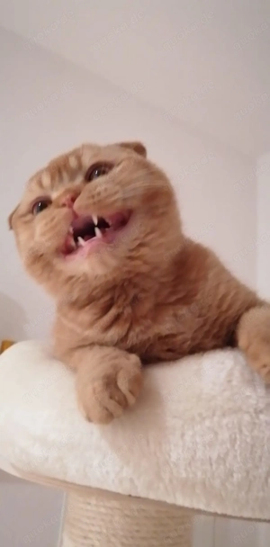 Super lieber Kater sucht ein neues Zuhause  Bild 9