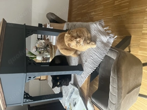 Super lieber Kater sucht ein neues Zuhause  Bild 4