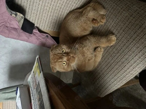 Super lieber Kater sucht ein neues Zuhause  Bild 7
