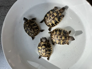 Griechische Landschildkröten (Testudo hermanni)   Nachzuchten 07 2025 mit CITES