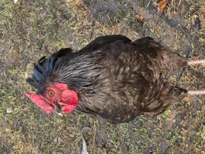 Junghahn abzugeben (Cemani Mix)