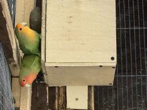 Rosenköpfchen Pärchen 